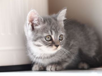 ブリティッシュショートヘア【栃木県・男の子・2016年8月18日・ブルータビー】の写真「」