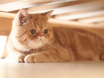 エキゾチックショートヘア【栃木県・男の子・2017年10月4日・レッドクラッシックタビー】の写真「ぶちゃいく兄弟「弟」君で～す♪」