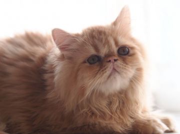 エキゾチックショートヘア【栃木県・男の子・2016年6月18日・レッドタビー（ロングヘアー）】の写真「綺麗な被毛の　ぶちゃいく君」