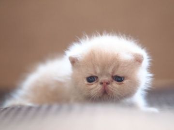 エキゾチックショートヘア【栃木県・男の子・2016年8月20日・クリームタビー】の写真「巾着袋みたいなお顔です♬」