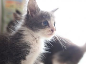 メインクーン【栃木県・男の子・2016年8月1日・ブルータビー&ホワイト】の写真「」