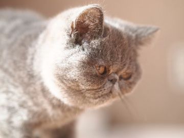 エキゾチックショートヘア【栃木県・男の子・2016年10月1日・ブルーソリッド】の写真「おっさんくさい(笑)おへちゃ君です」