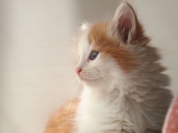 ノルウェージャンフォレストキャット【栃木県・男の子・2016年9月7日・レッドタビー&ホワイト】の写真「」