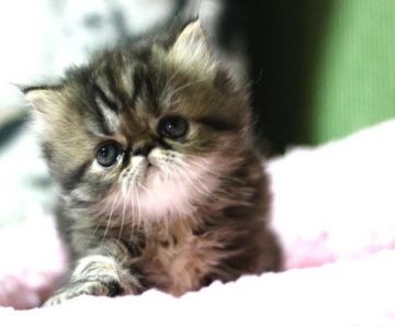 エキゾチックショートヘア【栃木県・女の子・2018年2月18日・ブラウンタビー（ロングヘアー）】の写真「ふわふわな綿菓子ちゃん♪」