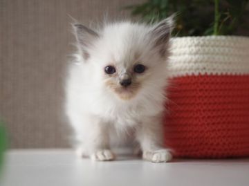 ラグドール【栃木県・女の子・2016年3月30日・ブルーポイントミテッド】の写真「たったヒトリのブルー系♪」