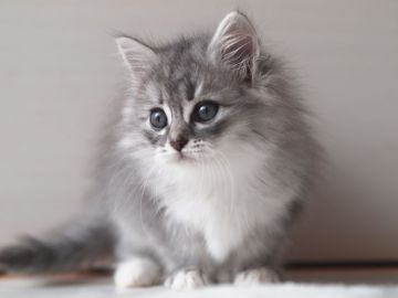 サイベリアン【栃木県・女の子・2017年8月21日・ブルースモークタビー&ホワイト】の写真「３頭兄妹です♪まん丸お目目の仮名「吉祥」ちゃま」