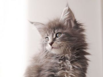 メインクーン【栃木県・女の子・2016年11月20日・ブルータビー】の写真「とってもきれいなモフモフにゃん♪」