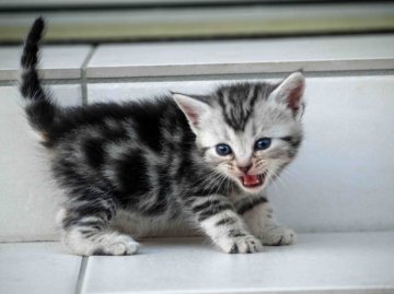 アメリカンショートヘア【栃木県・男の子・2014年4月28日・シルバータビー（ショートヘアー）】の写真「」