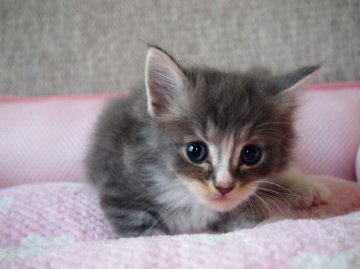 マンチカン【栃木県・男の子・2013年7月13日・ブルータビー&ホワイト（ロングヘアー）】の写真「この子は足長クンです」