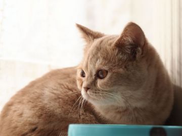 ブリティッシュショートヘア【栃木県・男の子・2016年6月23日・クリームタビー】の写真「まん丸クリーム色の３兄妹です♪」