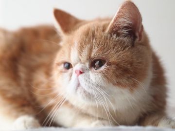 エキゾチックショートヘア【栃木県・男の子・2016年6月18日・レッドタビー&ホワイト】の写真「エキゾ版ふてにゃん　のようなぶちゃかわです」