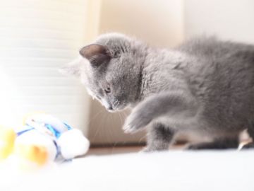 シャルトリュー【栃木県・女の子・2016年11月30日・ブルー】の写真「」