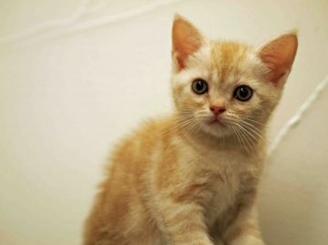 アメリカンショートヘア【栃木県・女の子・2015年8月5日・カメオタビー（ショートヘアー）】の写真「綺麗なうっすらカメオの女の仔です」