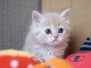 マンチカン【栃木県・女の子・2016年1月20日・クリームタビー（ロングヘアー）】の写真「ふわっふわな足長ちゃんです」