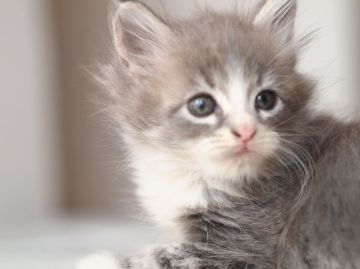 メインクーン【栃木県・女の子・2016年9月6日・ブルータビー&ホワイト】の写真「お人形さんのような女の子です♪」