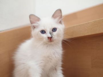 ラグドール【栃木県・男の子・2016年7月7日・ブルーポイントバイカラー】の写真「４頭兄妹です♪」