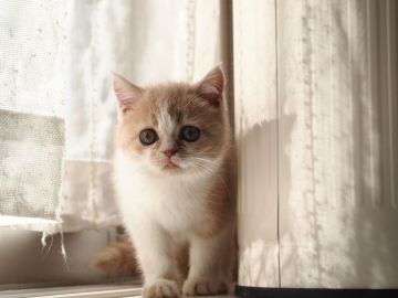 ブリティッシュショートヘア【栃木県・女の子・2016年10月30日・クリーム&ホワイト】の写真「茶目っ気たっぷりなブリちゃん」