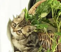 アメリカンショートヘア【栃木県・男の子・2019年11月1日・ブラウンタビー】の写真1