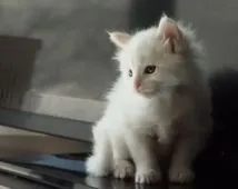 メインクーン【栃木県・男の子・2020年1月6日・ホワイト】の写真2