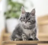 メインクーン【栃木県・女の子・2023年8月5日・シルバーパッチドタビー】の写真2