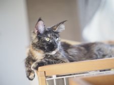 メインクーン【・女の子・2022年8月8日・トーティー】