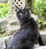 メインクーン【栃木県・男の子・2022年1月14日・ブラック】の写真2