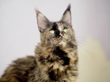 メインクーン【・女の子・2023年3月5日・トーティーシェル】