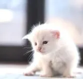 メインクーン【栃木県・男の子・2023年2月2日・ホワイト】の写真2