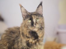 メインクーン【・女の子・2023年3月5日・トーティーシェル】