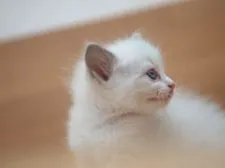 ラグドール【栃木県・男の子・2018年3月23日・ブルーポイントバイカラー】の写真3