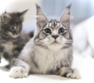 メインクーン【・女の子・2022年3月13日・シルバークラッシックタビー&ホワイト】