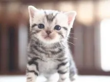 アメリカンショートヘア【栃木県・男の子・2016年3月28日・シルバータビー】の写真4