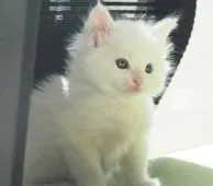 メインクーン【栃木県・男の子・2020年1月6日・ホワイト】の写真4