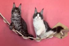 メインクーン【・女の子・2023年3月24日・ブルー&ホワイト】「ロシアで行われたWCFのショーでのフォト」