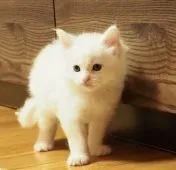 メインクーン【栃木県・男の子・2020年1月6日・ホワイト】の写真5