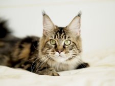 メインクーン【・女の子・2024年7月3日・ブラウンクラッシックタビー】