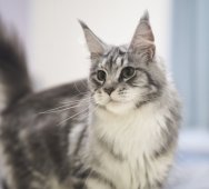 メインクーン【・女の子・2022年3月13日・シルバークラッシックタビー&ホワイト】