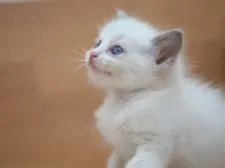 ラグドール【栃木県・男の子・2018年3月23日・ブルーポイントバイカラー】の写真5