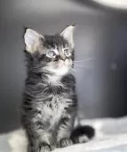 メインクーン【栃木県・男の子・2025年10月20日・ブラウンティックドタビー】の写真10