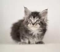 メインクーン【栃木県・男の子・2025年3月31日・シルバーティックドタビー】の写真10