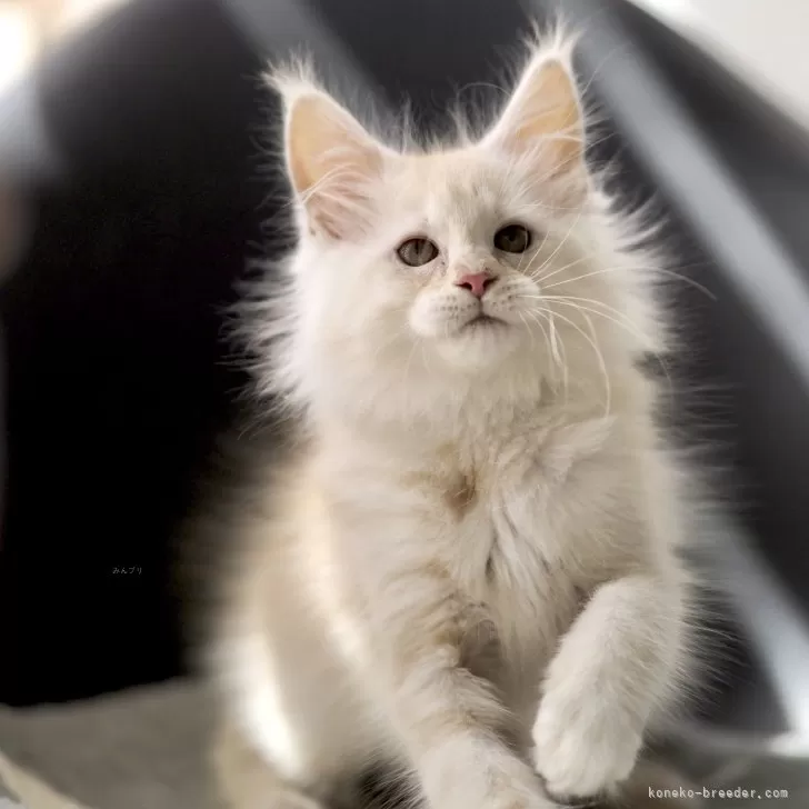 ID：2502-00541の子猫