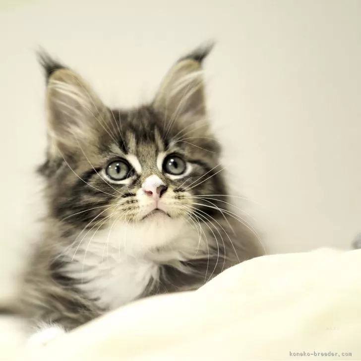 ID:2506-01038の子猫