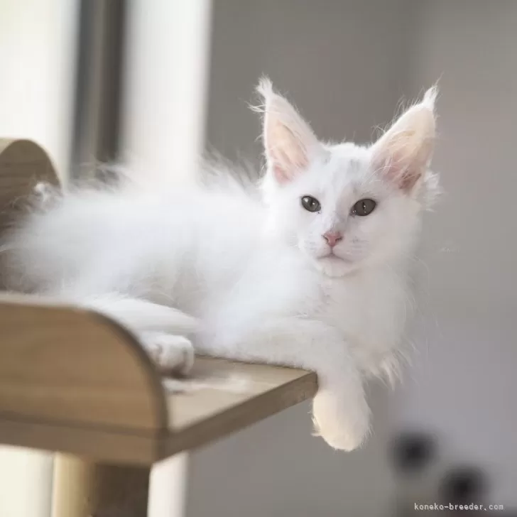 みかん 様のお迎えした子猫