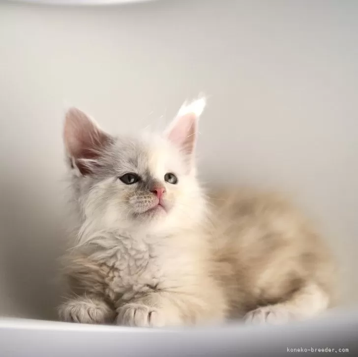 ID:2501-00412の子猫
