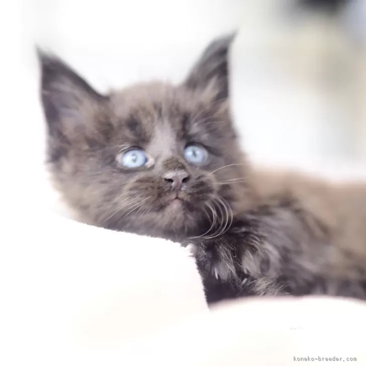 メインクーン【栃木県・男の子・2025年10月26日・ブラックソリッド】の写真1