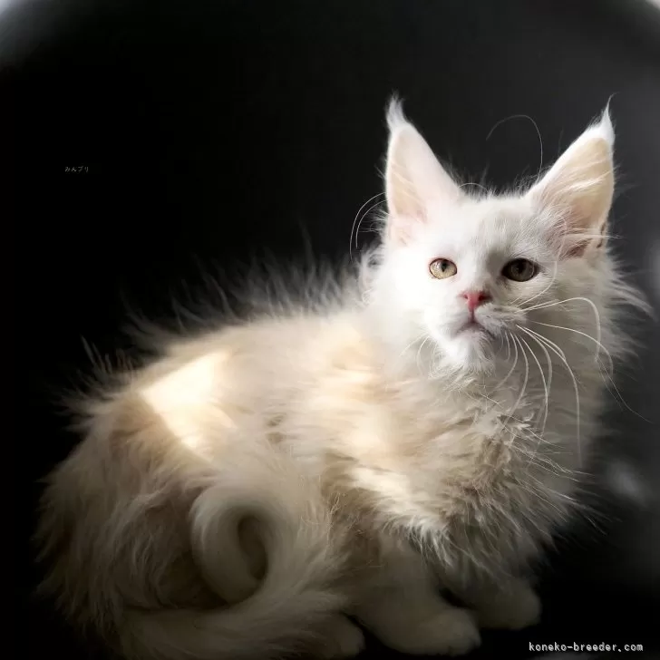 ID：2502-00346の子猫