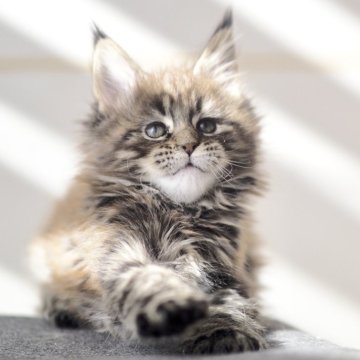 メインクーン【栃木県・女の子・2025年10月28日・ブラウンクラッシックタビー】の写真「アゴ、マズルぷくぷくな女の子」