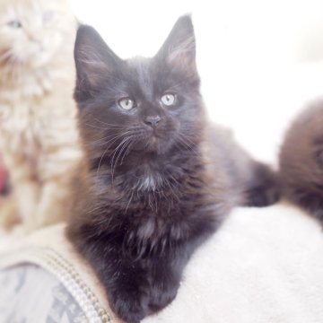 メインクーン【栃木県・男の子・2025年10月26日・ブラックソリッド】の写真「マズルぷっくりお耳ピーんなワイルドな男の子」