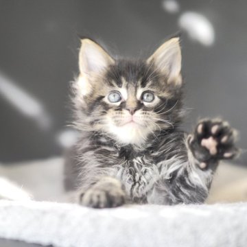 メインクーン【栃木県・男の子・2025年10月20日・ブラウンティックドタビー】の写真「甘いマスクの男の子」