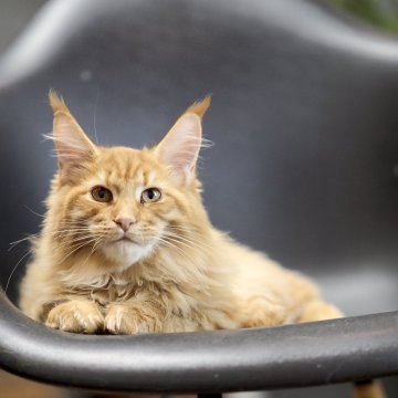 メインクーン【栃木県・男の子・2025年6月29日・レッドマッカレルタビー】の写真「くっきり鮮やかなレッドの男の子！」